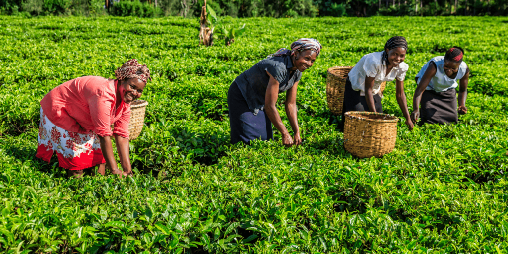 African women plucking tea leaves on plantation, Kenya, East Africa (1)