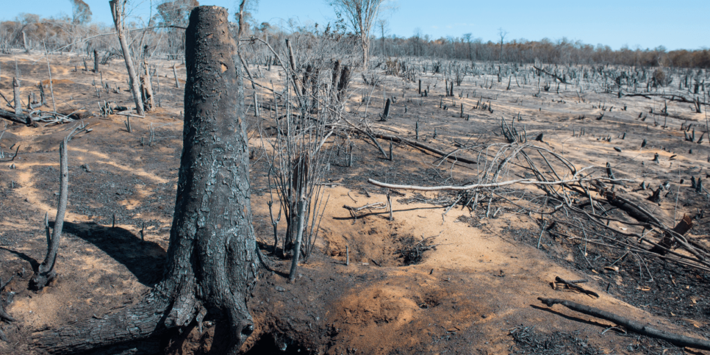 Deforestation in Africa