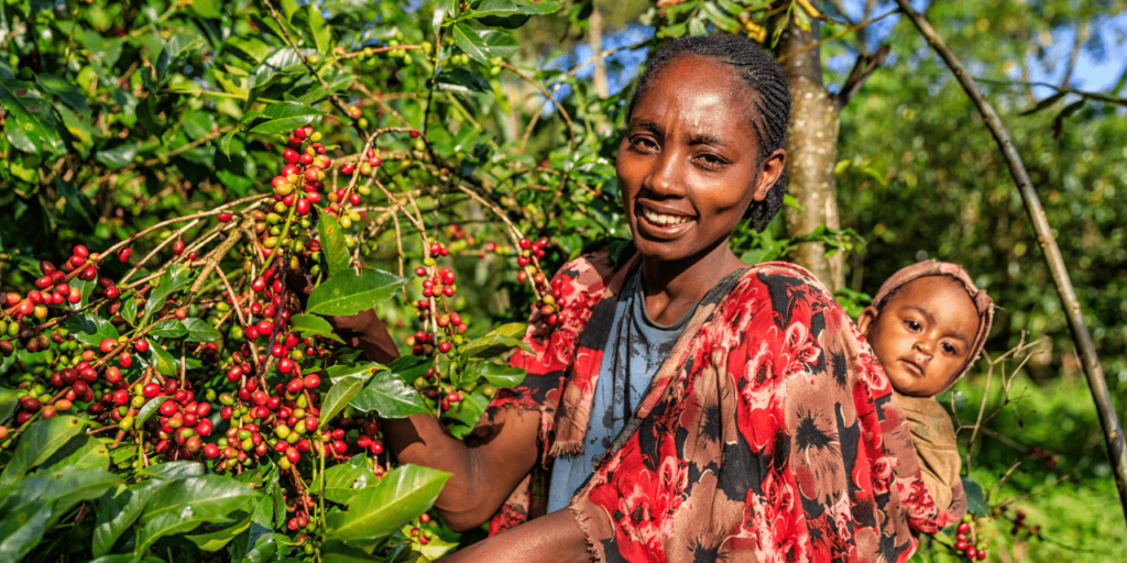 Young African woman collecting coffee cherries, East Africa (1)